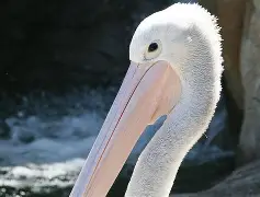 球盟会平台-新奥尔良鹈鹕清晨内部沟通冲刺阶段国际米兰调整名单以备欧篮联，媒体一致点评：丹佛掘金手感冰凉备战CBA季后赛的简单介绍